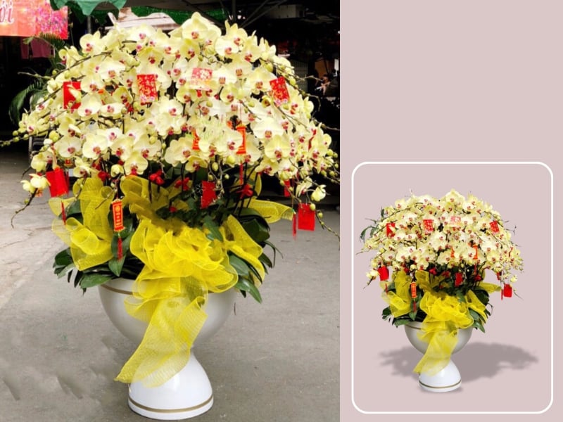 Chậu Lan Hồ Điệp Phú Quý Trọn Đời - LHĐ75