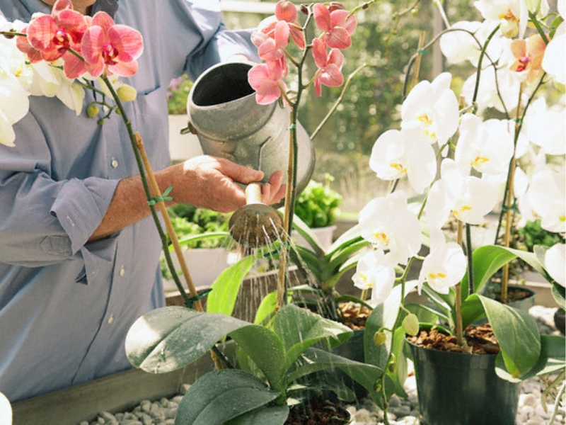 Cách trồng Lan Hồ Điệp sau tết