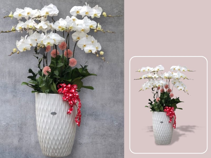 Chậu Lan Hồ Điệp Trắng - LHĐ04 - Flosa