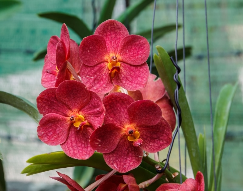 Từ 6 đến 12 tháng, Lan Hồ Điệp sẽ bắt đầu nở hoa nếu được chăm sóc đúng cách