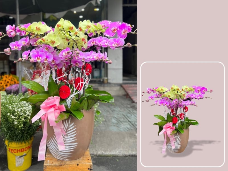 Chậu Lan Hồ Điệp Mix Màu - LHĐ94