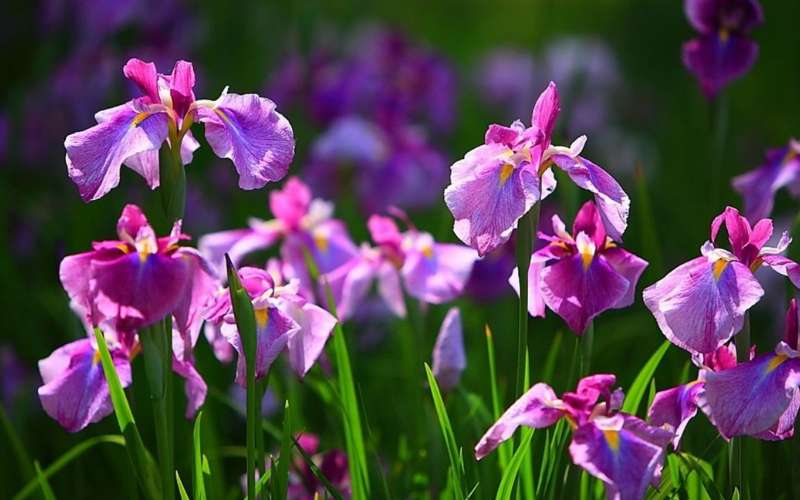 Hoa diên vĩ tím biểu tượng cho lòng chung thủy trong tình yêu