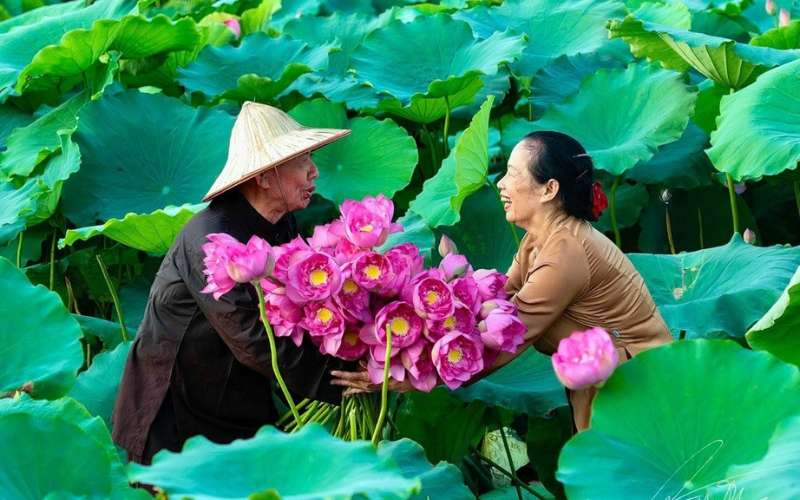 Hoa sen không chỉ mang vẻ đẹp thanh cao mà còn là hiện thân cho sự giác ngộ, thanh tịnh