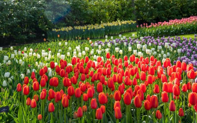 Hoa tulip nổi bật rực rỡ với sự đa dạng về màu sắc, tượng trưng cho tình yêu hoàn hảo