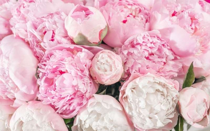 Là loài hoa vương giả với vẻ đẹp kiêu sa, hoa mẫu đơn tượng trưng cho mối tình trọn vẹn, viên mãn
