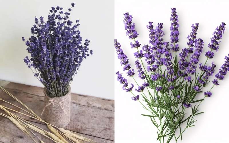 Hoa oải hương có sắc tím đặc trưng, biểu thị cho tình yêu chung thủy, son sắt, bền lâu