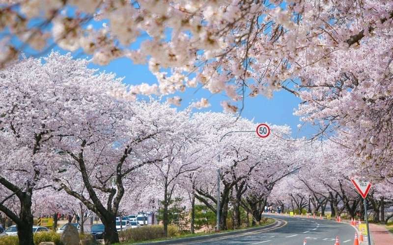 Hoa anh đào tượng trưng cho vẻ đẹp tâm hồn, và một tinh thần bất khuất