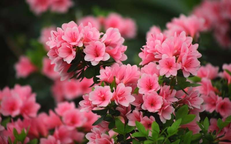 Hoa đỗ quyên biểu tượng cho người phụ nữ đẹp, thể hiện tính cách ôn hòa