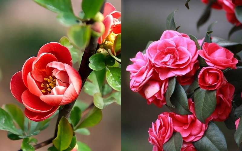 Hoa đỗ quyên biểu tượng cho người phụ nữ đẹp, thể hiện tính cách ôn hòa