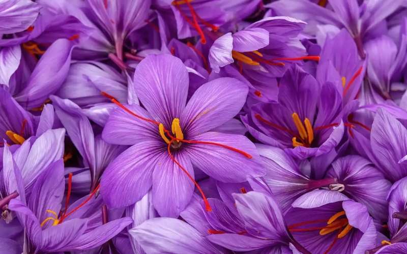 Hoa nghệ tây thể hiện sự vui mừng và tươi tắn