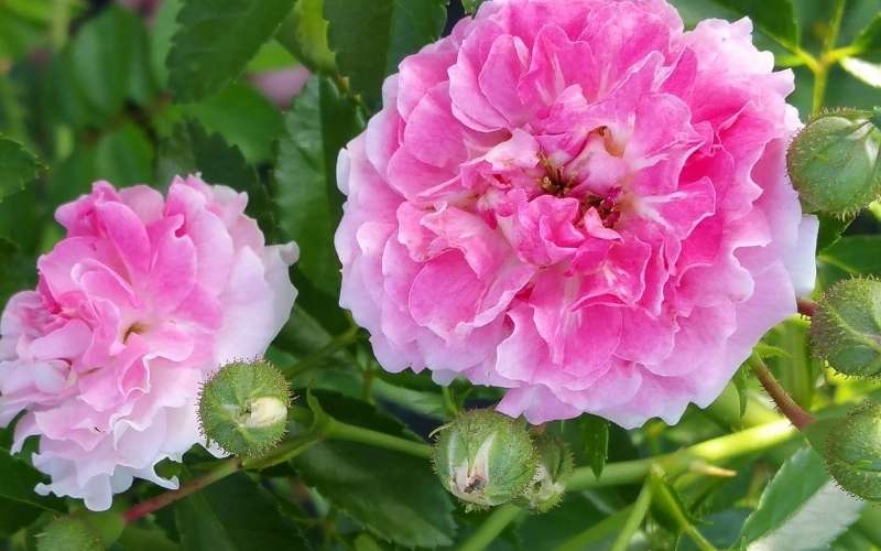 Đại diện cho một cuộc đời hồng nhan bạc phận hay một tình yêu không bền đó chính là hoa phù dung