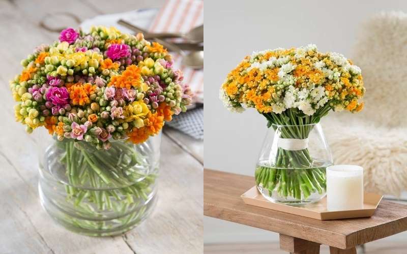 Hoa sống đời tượng trưng cho sức khỏe, sự phát triển mạnh mẽ và thể hiện một sức sống mãnh liệt