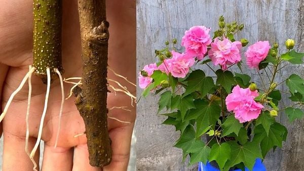 Cây hoa phù dung là gì?