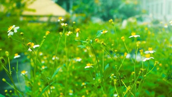 Hoa xuyến chi có thể ăn được