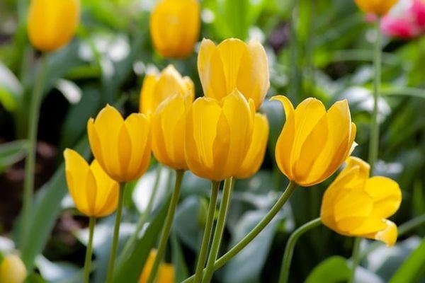 Cụmhoa tulip vàng làm quà tặng sinh nhật bạn bè, người thân thể hiện sự quan tâm thấu hiểu