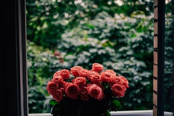 Bình hoa hồng rạng rỡ bên của sổ đón ánh sáng
