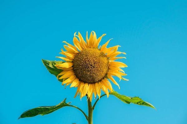 Một bức ảnh hoa hướng dương vươn mình đón ánh nắng cũng có thể là một chiếc thiệp viết cho ngày sinh nhật của mình để truyền động lực