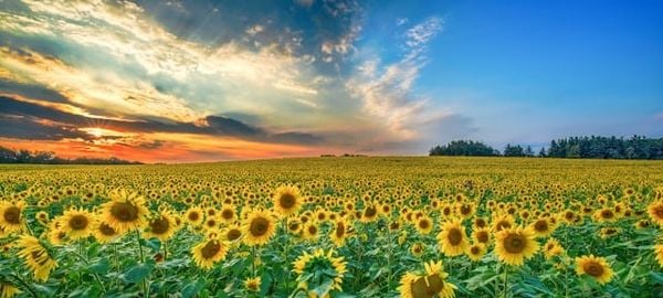 Tải ảnh hoa sinh nhật đẹp: Cánh đồng hoa hướng dương tuyệt đẹp đại diện cho một tương lai tươi sáng