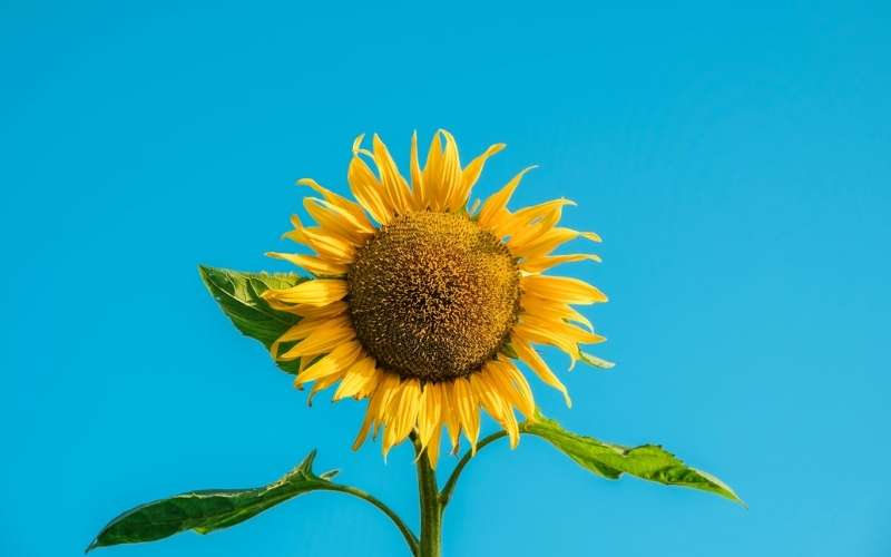 Hoa hướng dương mang một thông điệp sống tích cực và truyền cảm hứng sống lạc quan