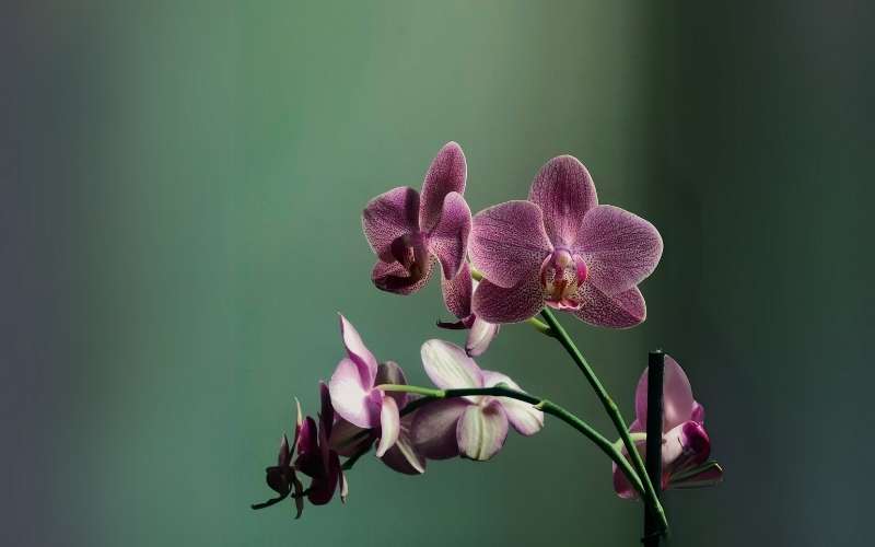 Hoa lan là biểu tượng của giới quý tộc, tượng trưng chò vẻ đẹp sang trọng, tinh tế