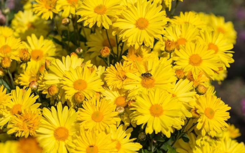 Tuy có vẻ đẹp giản dị, hoa cúc vẫn là biểu tượng cho phẩm chất của người quân tử