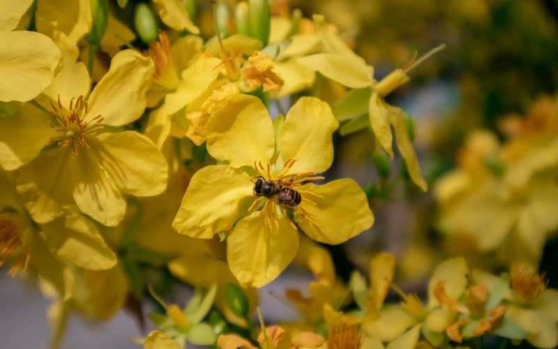 Hoa mai là hình ảnh đặc trưng không thể thiếu mỗi mùa xuân miền Nam Việt Nam