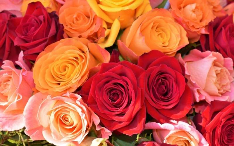 Hoa hồng là biểu tượng toàn cầu cho tình yêu và sắc đẹp