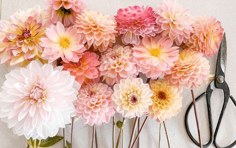 Hoa thược dược tượng trưng cho tình yêu cao thượng, chân thành và hạnh phúc viên mãn