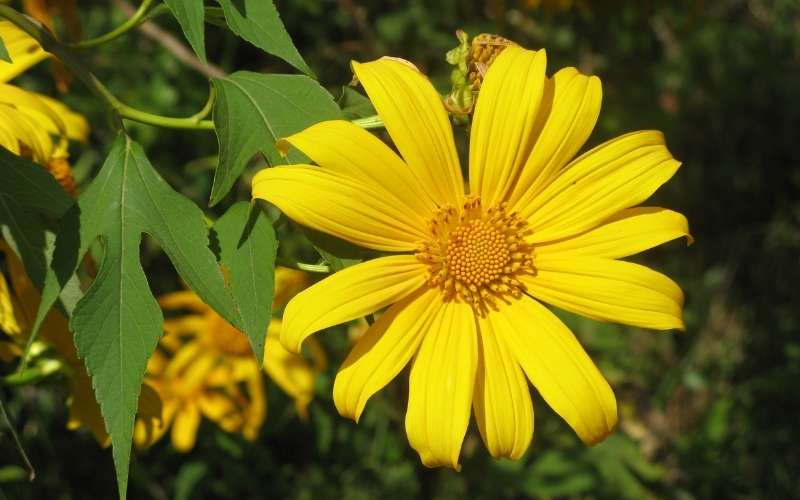 Hoa dã quỳ mang ý chí mạnh mẽ, lòng kiêu hãnh và khát vọng không chịu khuất phục trước thử thách