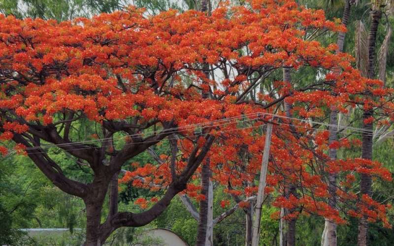 Hoa phượng thường gắn liền với sân trường và tuổi học trò, là biểu tượng của thanh xuân rực rỡ