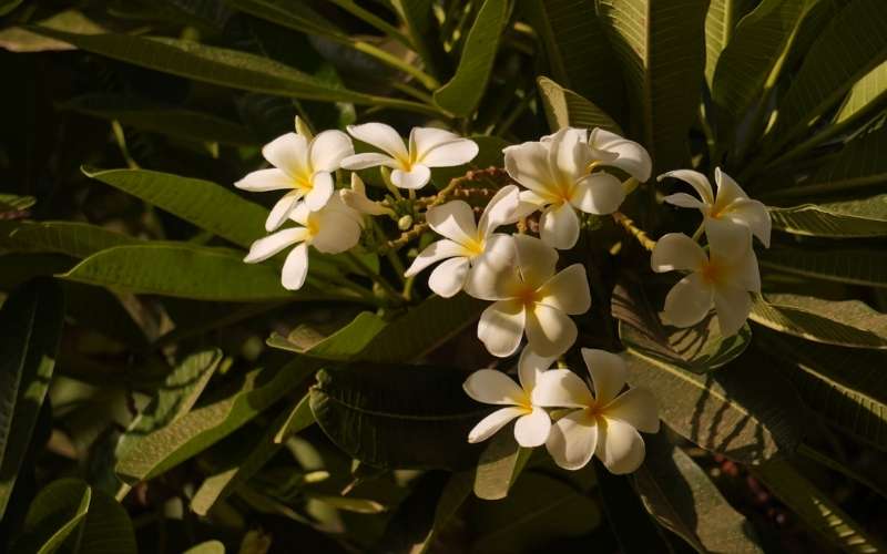 Hoa sứ là biểu tượng của tình yêu chân thành và đại diện cho sự ái mộ