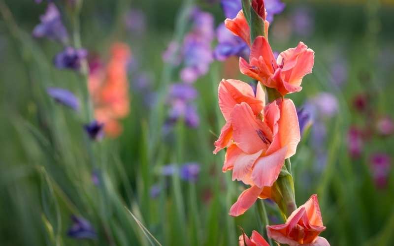 Hoa lay ơn tượng trưng cho tài lộc, thịnh vượng và sự phát triển trong sự nghiệp