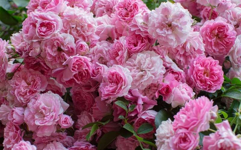 Hoa cẩm chướng có ý nghĩa đặc biệt về tình mẫu tử thiêng liêng