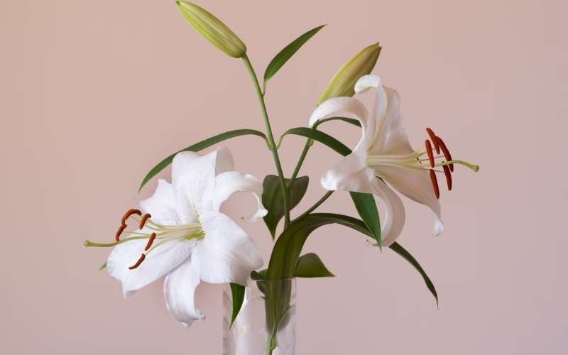 Hoa ly thường được chọn trong dịp khai trương để cầu tài lộc, may mắn