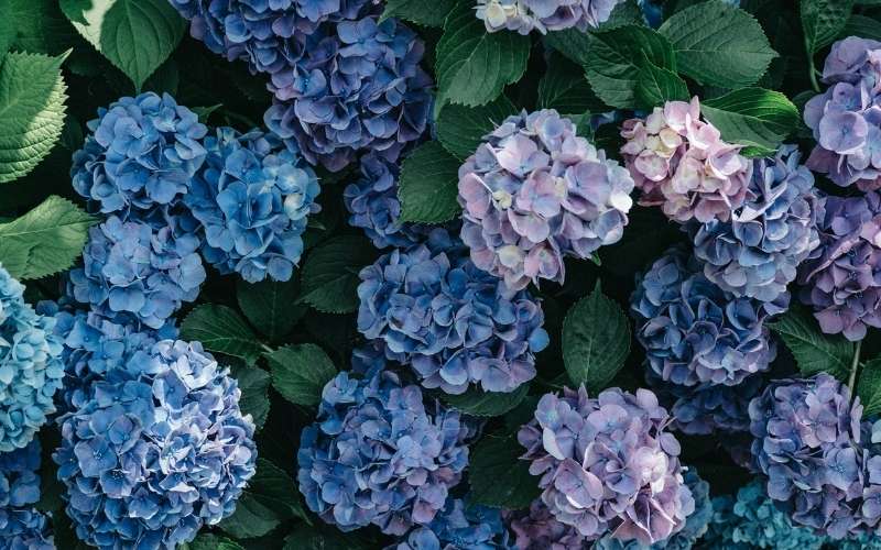 Hoa cẩm tú cầu là biểu tượng cho sự mong manh, dịu dàng và trong sáng của người con gái Việt