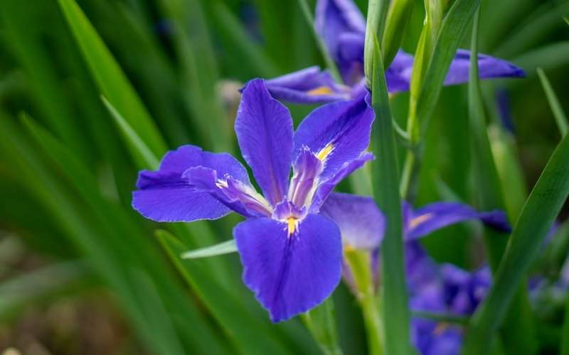 Hoa diên vĩ là biểu tượng cho sức mạnh tuổi trẻ, và khát khao vượt qua mọi thử thách trong cuộc sống