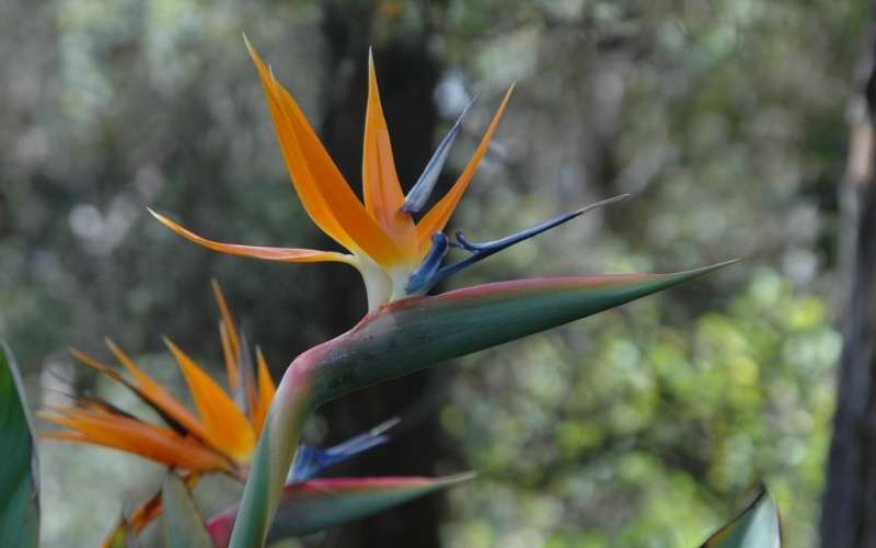 Hoa thiên điểu đại diện cho sự lạc quan, niềm vui sống và tinh thần tự do mạnh mẽ