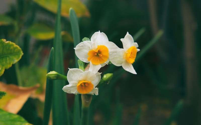 Hoa thủy tiên là biểu tượng gắn liền với mùa xuân và sự tái sinh