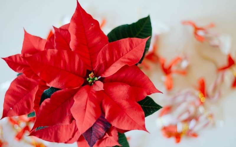 Hoa trạng nguyên là biểu tượng cho sự may mắn trong con đường công danh