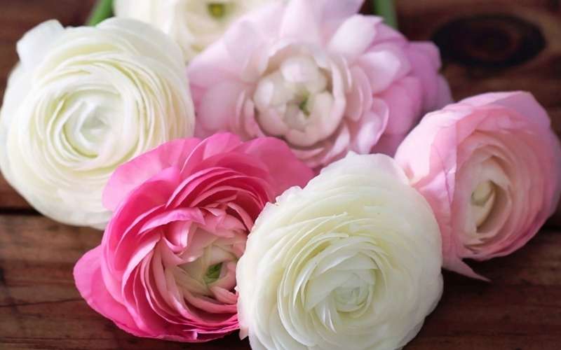 Hoa mao lương mang theo thông điệp về tình yêu nhẹ nhàng, mong manh nhưng sâu sắc