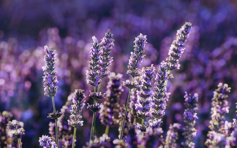 Hoa lavender mang đến cảm giác thư thái, giúp giảm căng thẳng, an thần và hỗ trợ giấc ngủ ngon