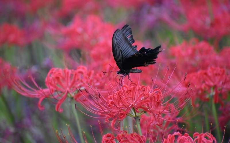 Hoa bỉ ngạn thường gắn liền với những câu chuyện buồn về sự chia ly, cô đơn và tuyệt vọng trong tình yêu