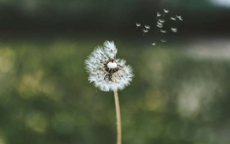 Hoa bồ công anh thường được liên kết với những điều tốt đẹp trong cuộc sống