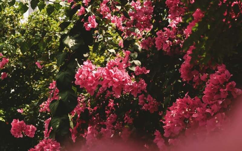 Hoa giấy là loài hoa bình dị gắn bó với những mái hiên nhà ở làng quê Việt Nam