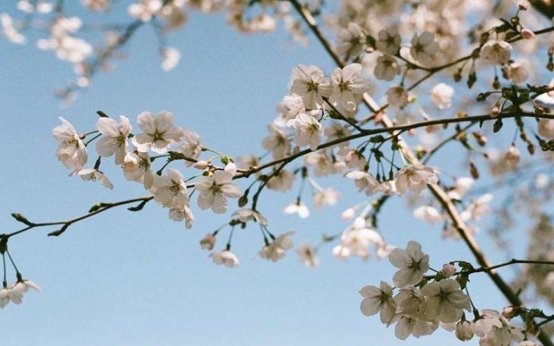 Hoa ban biểu trưng cho một tình yêu đẹp nhưng đầy gian nan, thử thách và cách trở