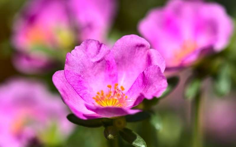 Hoa mười giờ đại diện cho sự ngây thơ, trong sáng và hồn nhiên của tuổi học trò