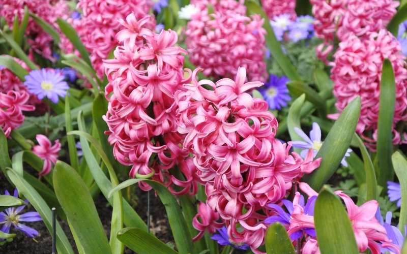 Hoa dạ lan hương đại diện cho tình yêu ngọt ngào, tuổi trẻ và sự ngây thơ, khờ dại