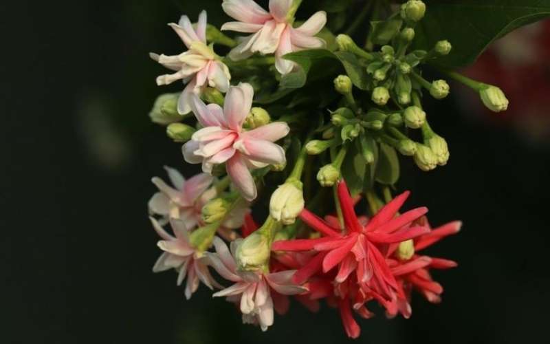 Hoa sử quân tử là biểu tượng của người có phẩm hạnh cao, luôn giữ vững lập trường