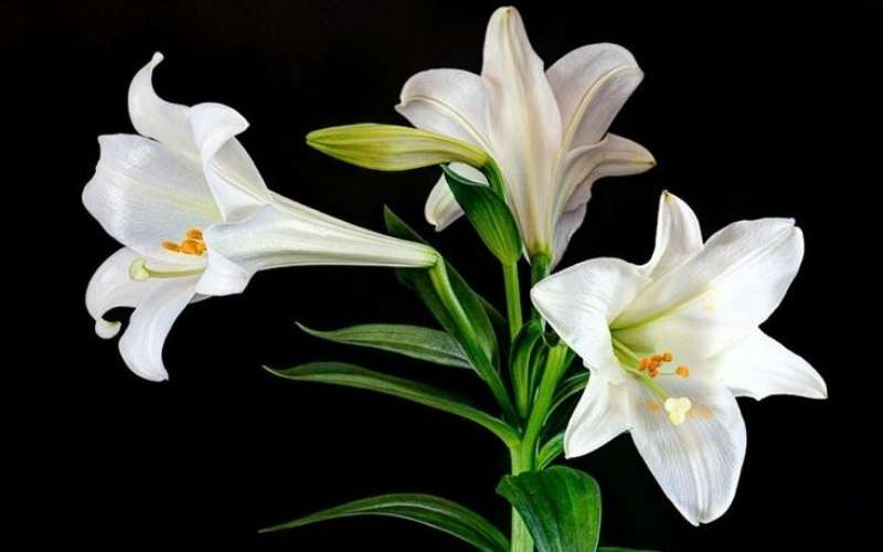 Hoa loa kèn tượng trưng cho sức sống mạnh mẽ, sự ngây thơ và trong sáng