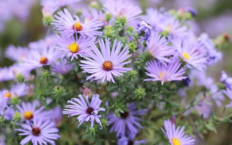 Hoa thạch thảo đại diện cho sự kiên cường, mạnh mẽ, vượt qua mọi giông tố và thử thách của cuộc sống